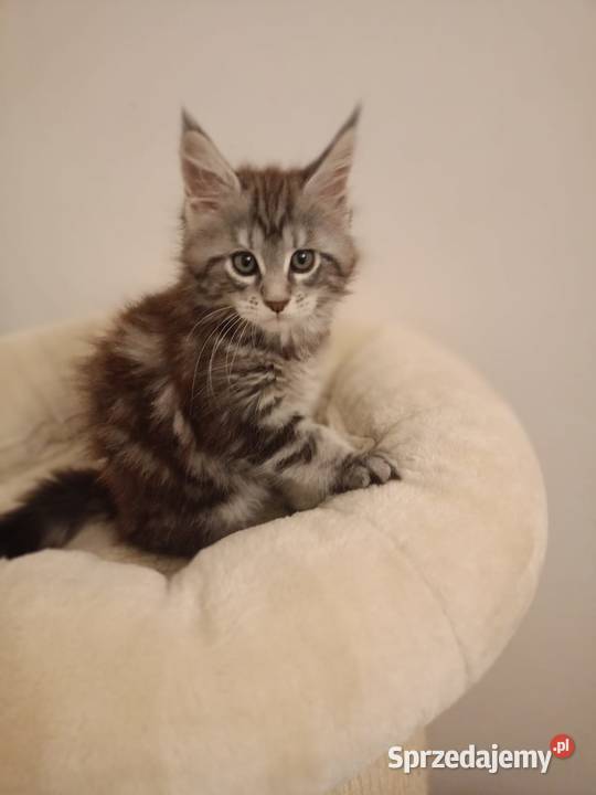 Kotka Maine Coon rodowód FPL Maine Coon Bytom Odrzański