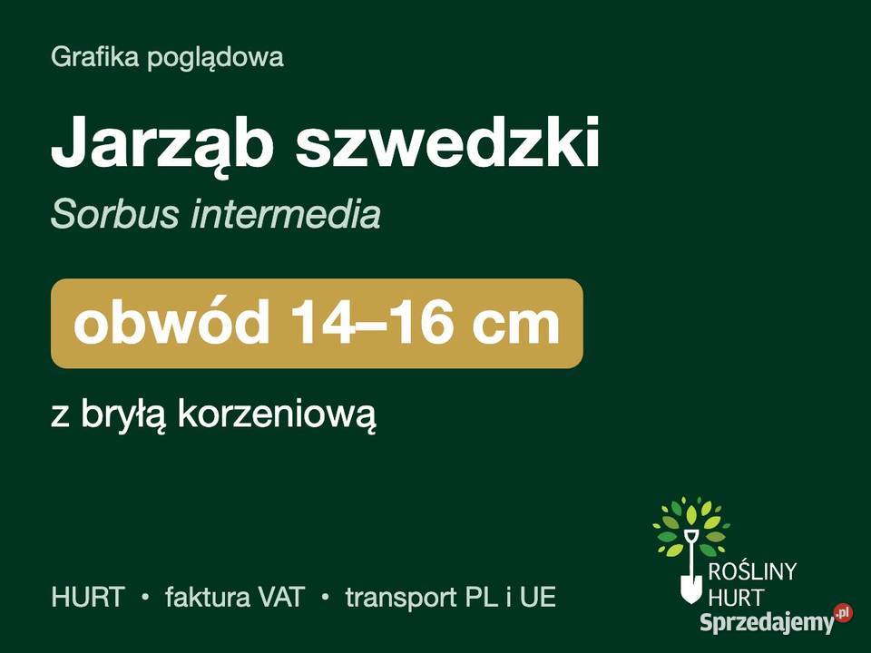 Jarząb szwedzki Sorbus intermedia obwód 1416 z
