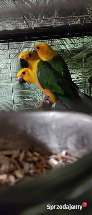 Sprzedam Kontury ognistobrzuche Wałbrzych