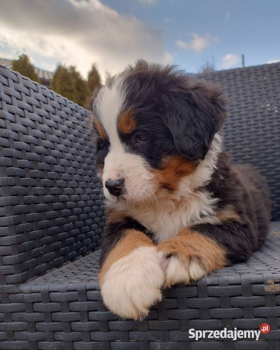 Berneński Pies Pasterski Łańcut