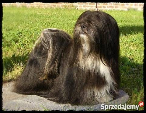 LHASA APSO kuzyn shih tzu Już do odbioru Hodowla Psy Mysłowice