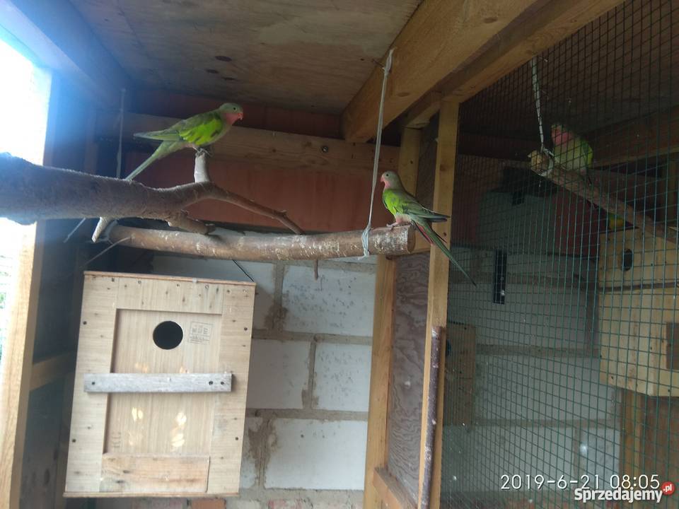 Księżniczka walii Bukowiec