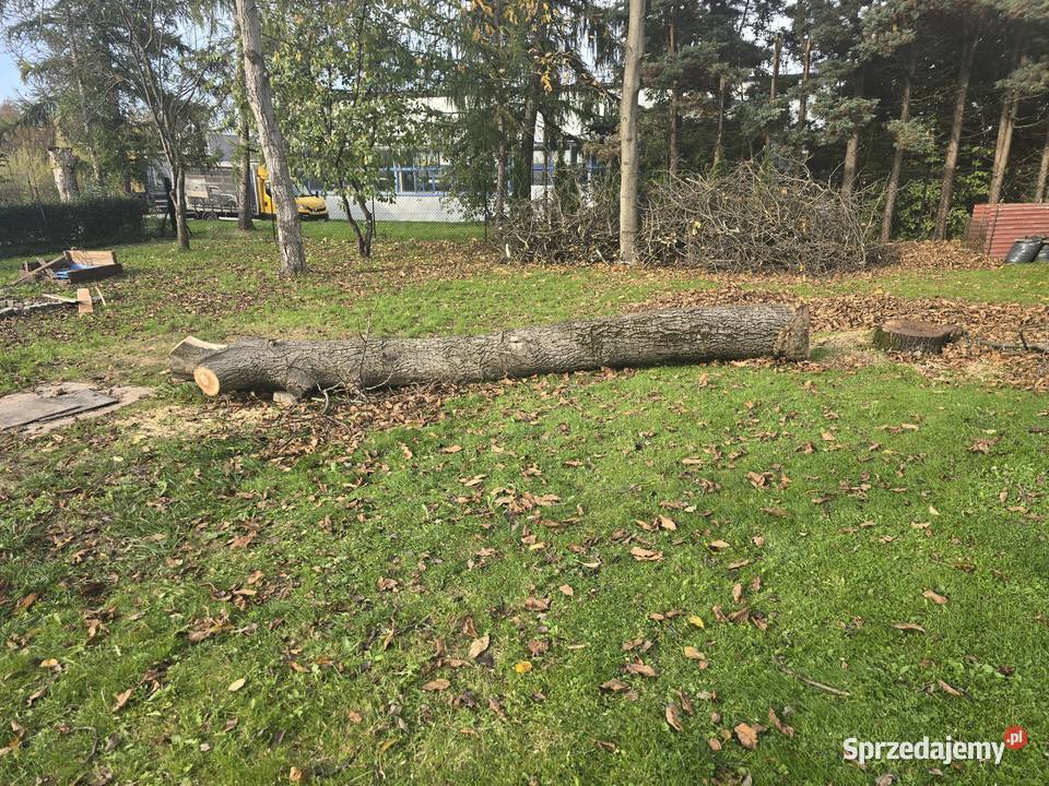 Ścięte drzewo orzecha wloskiego Bielsko-Biała
