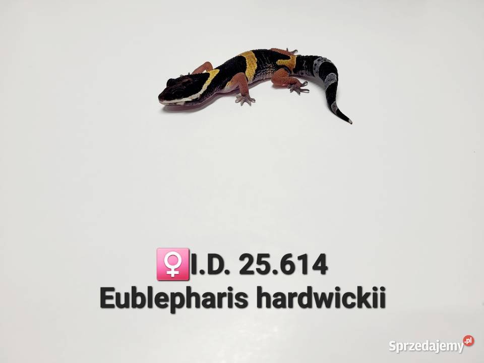 Eublepharis hardwickii gekon śląskie sprzedam