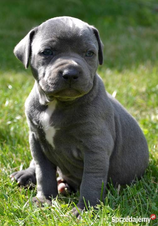 szczeniaki amstaff bue z rodowodem ZPR Banino sprzedam