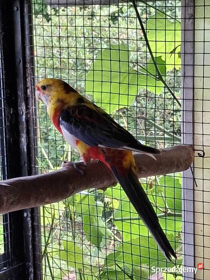 Rozelle królewskie bialolice Suchy Bór