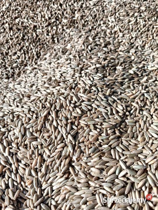 Sprzedam żyto do siewu
