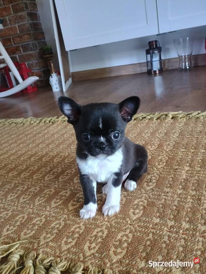 Chihuahua malutki xxs gorzka czekolada Radomsko