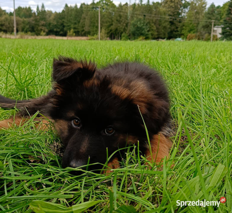 Owczarek niemiecki długowłosy SZCZENIĘTA FCI Owczarek Kozy sprzedam