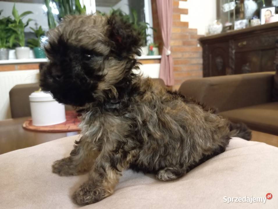 Sprzedam Sunię rasy Rosyjska Bolonka Kolorowa sprzedam