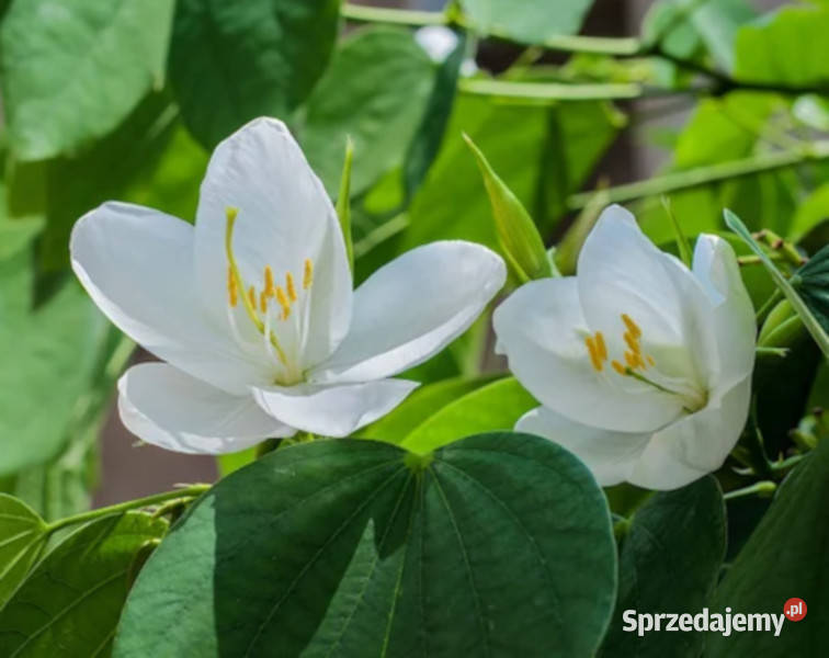BAUHINIA BIDI Bauhinia racemosa NASIONA 100g kujawsko-pomorskie Lubanie