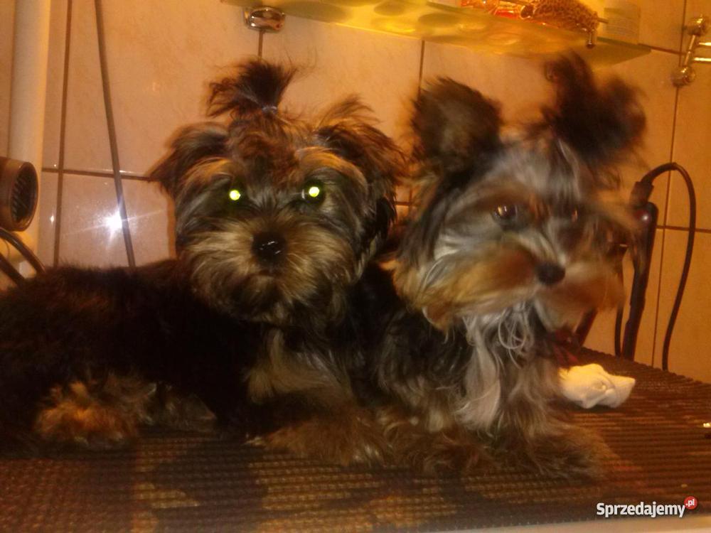 york pies Kołobrzeg