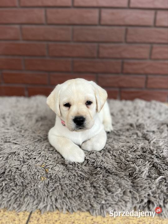 Labrador Retriever Grand Champion Polski Labrador Środa Wielkopolska
