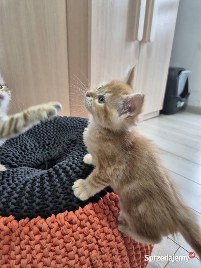 Kocurek Syberyjski OLO rodowód FIFE FPL śląskie Stary Broniszew