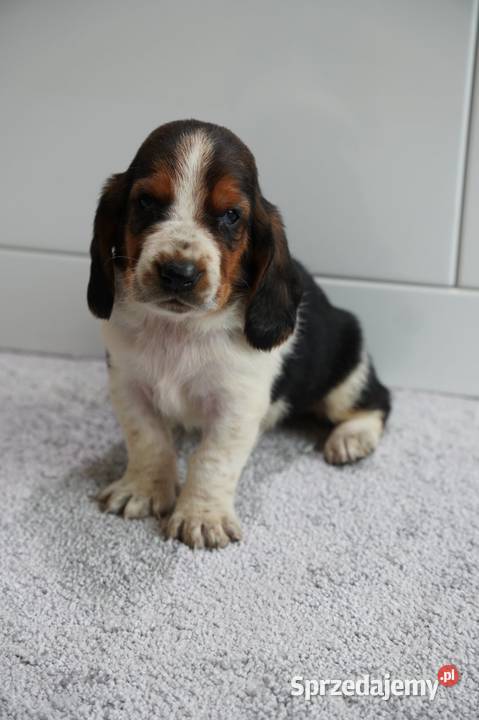 Basset hound szczeniak wielkopolskie
