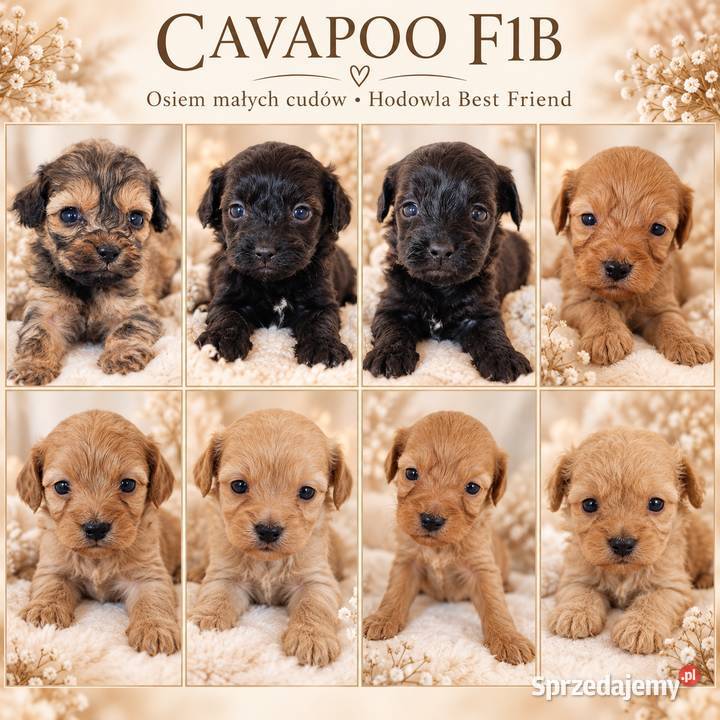 Cavapoo f1b szczenięta Krapkowice