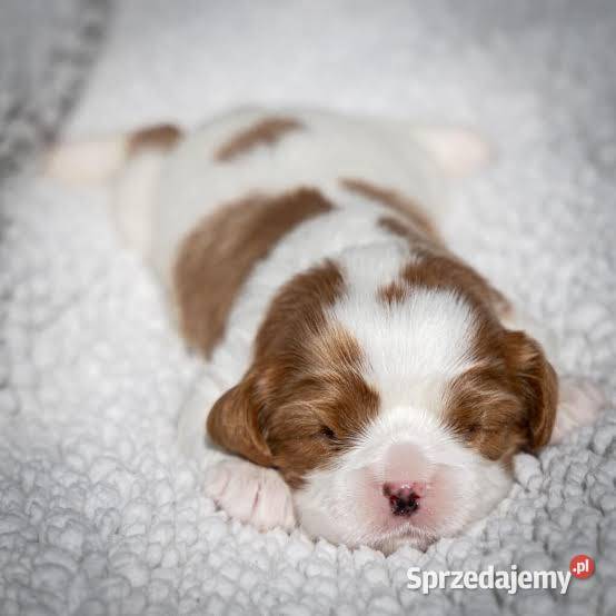 Cavalier King charles spaniel suczka Warszawa