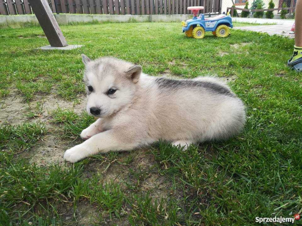 Szczeniak Alaskan Malamute Błażowa