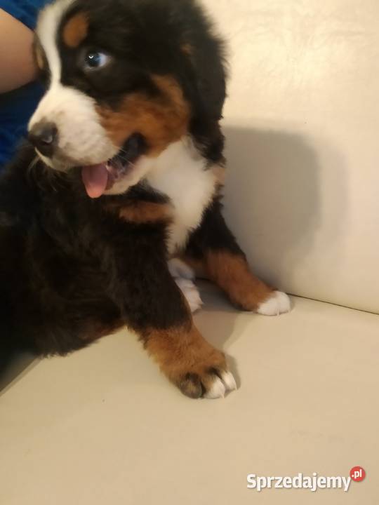 berneńskie psy pasterskie Mikołów