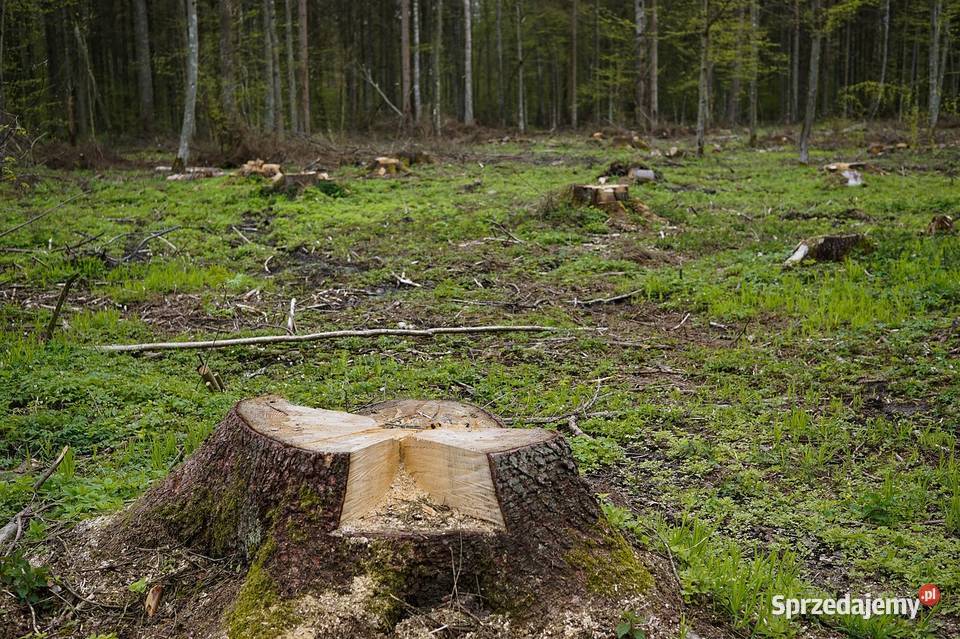 Usługi frezowania Wrocław usuwania pni korzeni