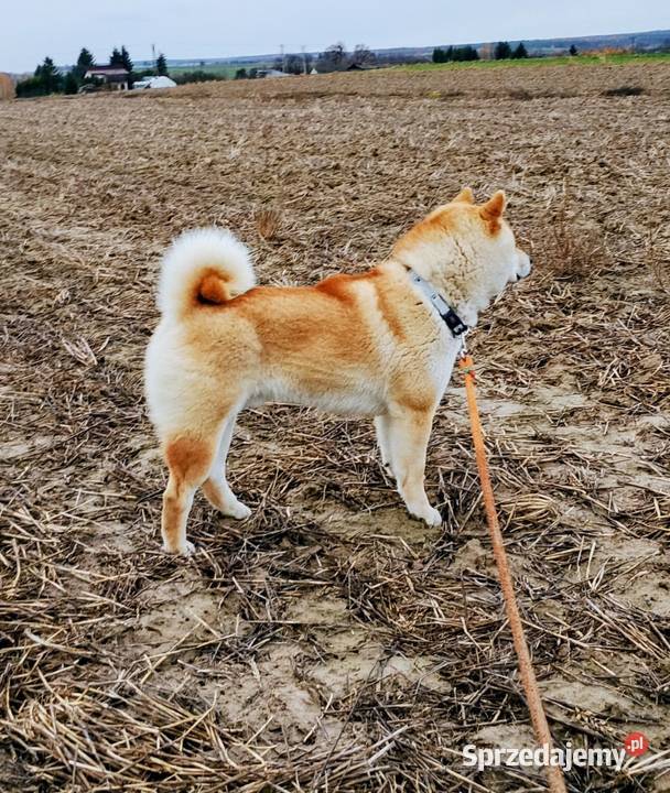 Shiba Inu czerwony przemiły piesek Bychawka Trzecia sprzedam