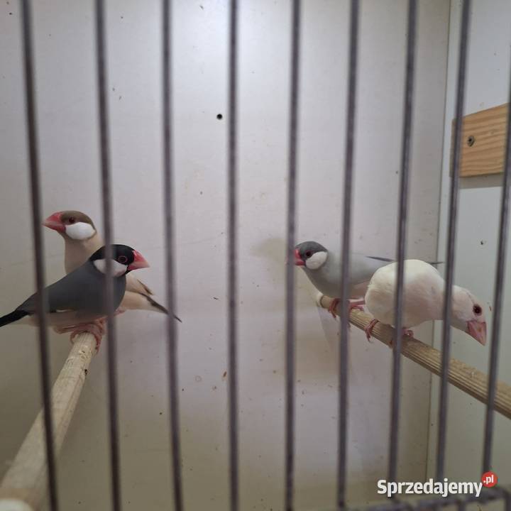 Sprzedam ryzowce wielkopolskie Stary Olesiec sprzedam