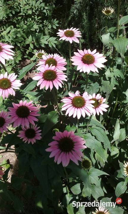 Jeżówka różowa Rośliny Piława Górna