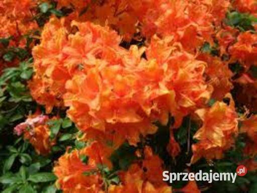 Azalia Wielkokwiatowa Różne Odmiany 4050 20 Anieliny sprzedam