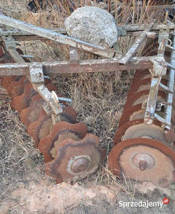 Talerzówka nieuszkodzony Cieciory