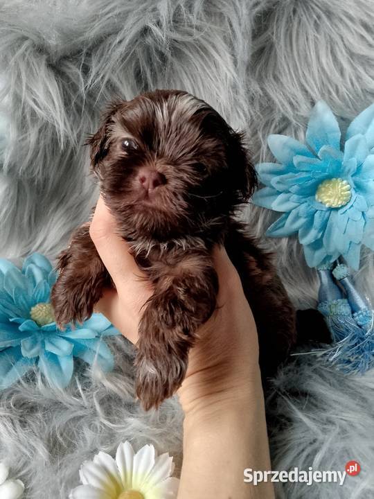 Śliczny piesek czekoladowy z białym rasy ShihTzu Namysłów