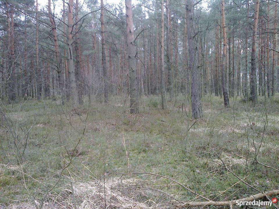 LAS 25 000 m2 STANISŁAWÓW TURZE PAPIERNIA 45m Stanisławów