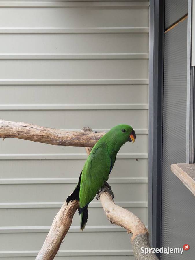 Lora Wielka samiec Rakoniewice