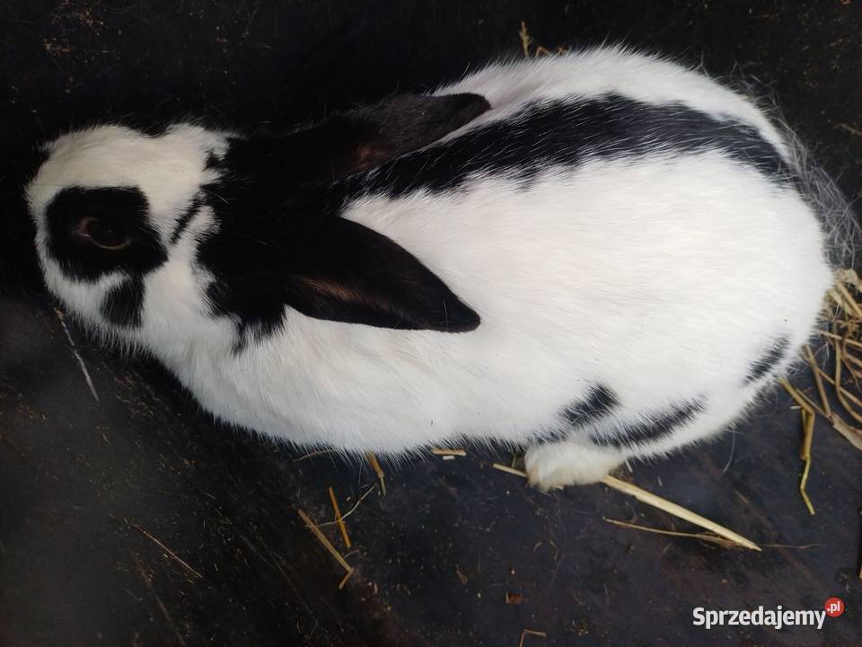 Królica srokacz niemiecki Króliki Bączal Górny