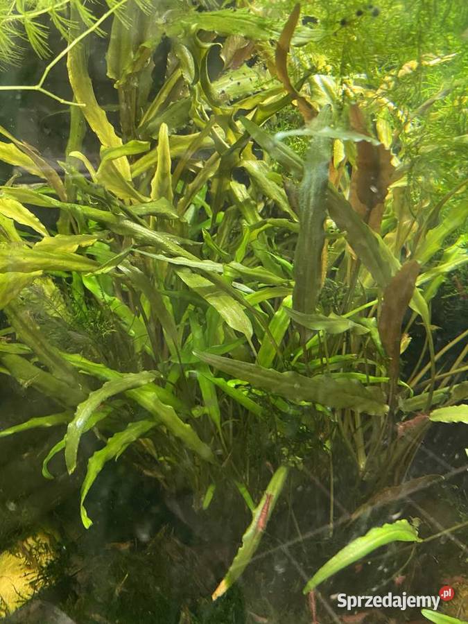 Mech Java moss Riccia pływająca Ryby lubuskie sprzedam