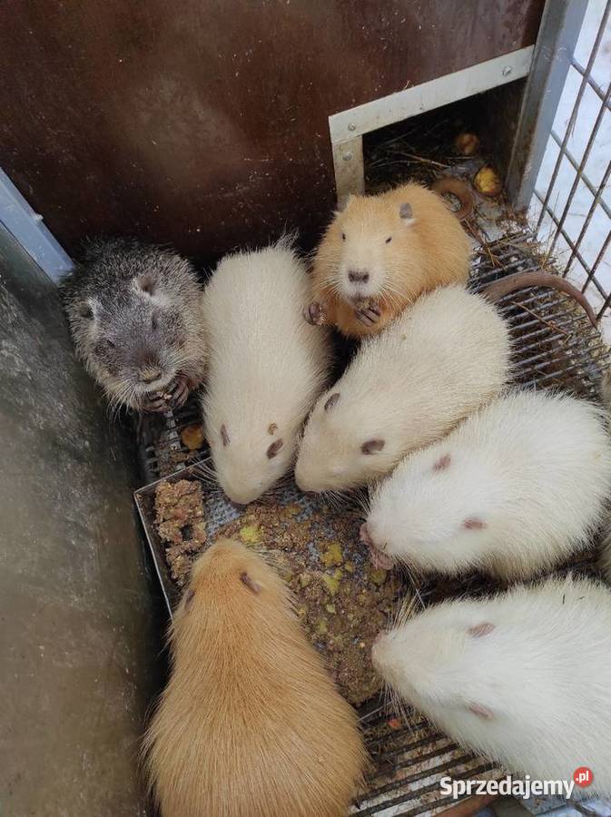 Sprzedam nutrie Siedlce