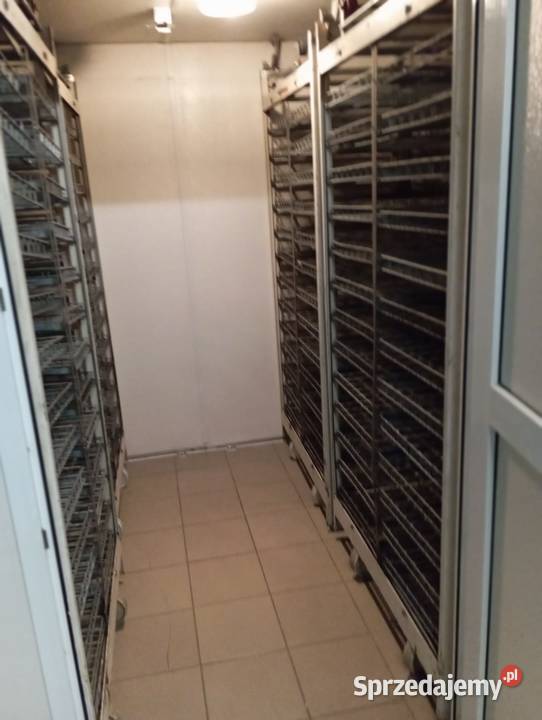 Na wynajem Wylęgarnia Drobiu pisklęta gęsi Osiecza Pierwsza sprzedam
