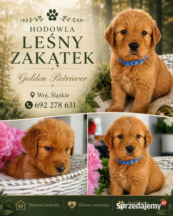 Golden retriever gotowe na nowy domek śląskie