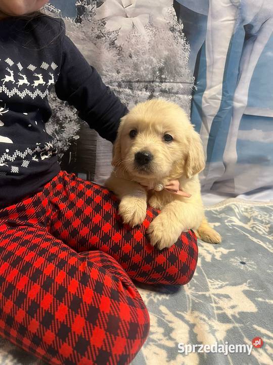 Golden Retriever Śliczna Suczka poch Australia