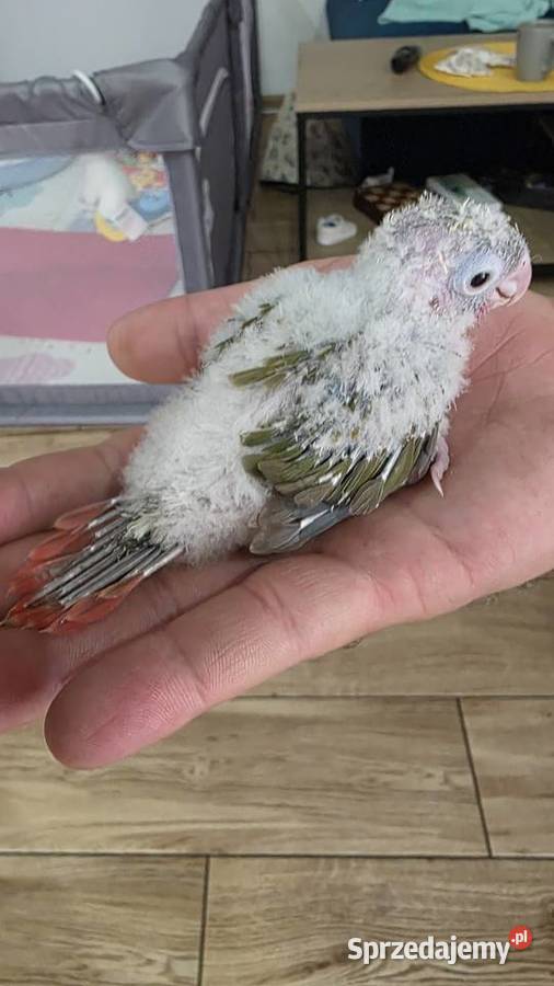 Rudosterka ręcznie karmiona sprzedam
