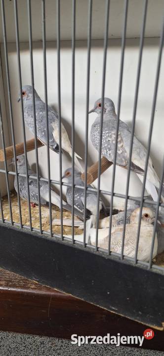 Sprzedam gołąbki diamentowe wielkopolskie Śmigiel