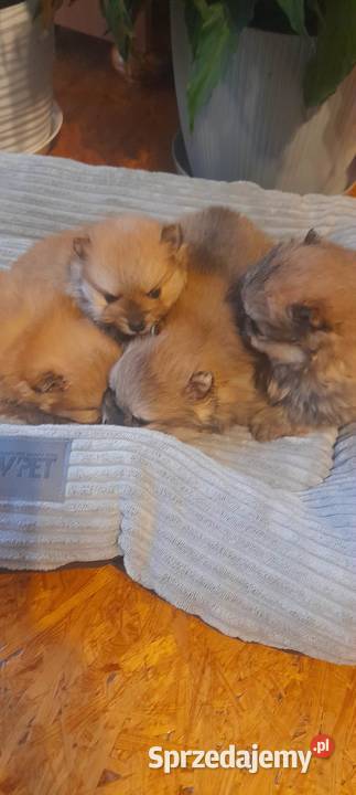 Szpic miniaturowy pomeranian Psy Janowice