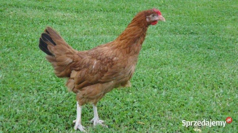 Kurt Nioski 7mio tygodniowe Zapisy na Kwiecień Drób i ptactwo Goleniów