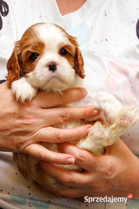 Cavalier King Charles Spaniel Koziegłowy