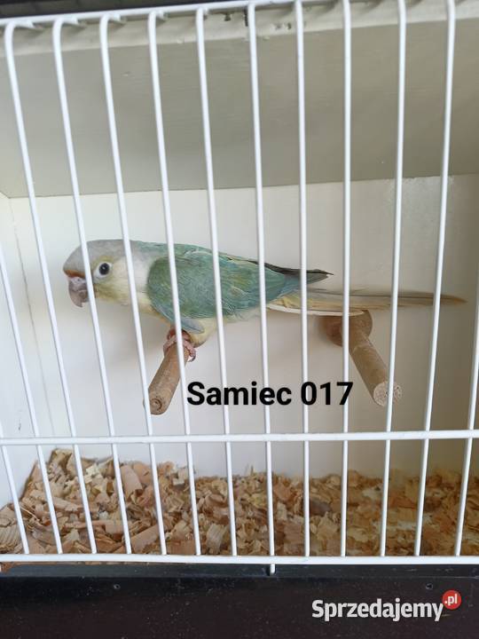 Rudosterki zielonolice Ptaki Kraków