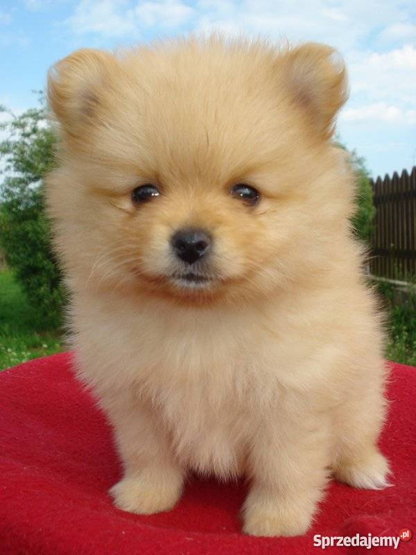 Pomeranianbiszkoptowa suczka Augustów