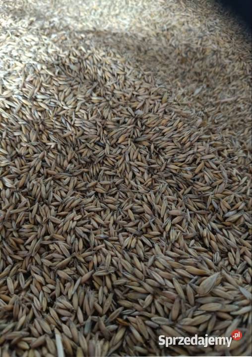 Owies ozimy 2025 Zboża