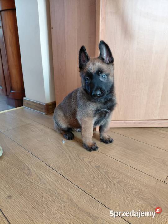 Owczarek belgijski malinois świętokrzyskie Jędrzejów sprzedam