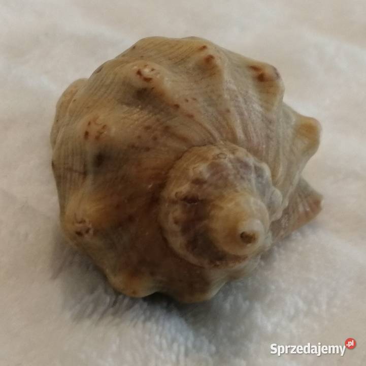 Muszla 45 70 Kreatywne