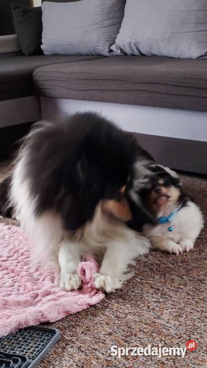 ZKwP FCI Owczarek Szkocki Collie Owczarek Mińsk Mazowiecki