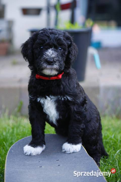 Szczeniak rasy Barbet Francuski Pies Dowodny nie wielkopolskie Poznań